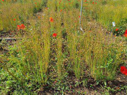 Click for 5 image(s) for this accession.